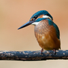 Noor jäälind saagijahil / A young kingfisher searching for a prey