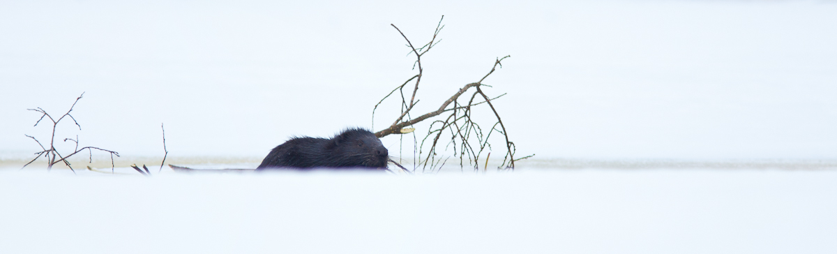 Castor fiber Eurasian Beaver Jaak Sarv Kobras animal canon eesti estonia europe loodus loom lumi nature snow talv wildlife winter