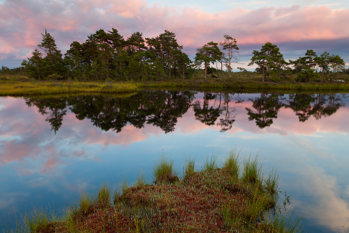 Jaak Sarv bog canon eesti estonia europe evening landscape loodus maastik nature päikeseloojang raba summer sunset suvi wildlife õhtu