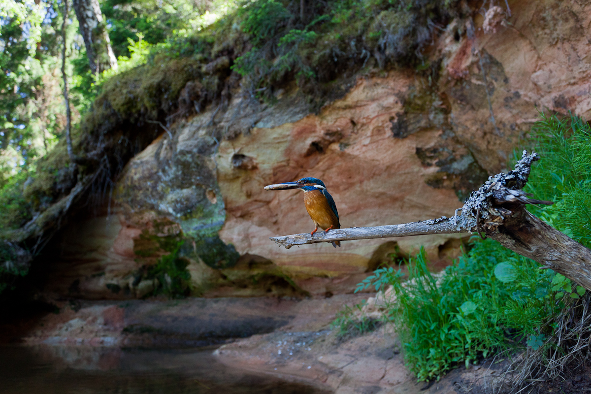 Alcedo Atthis Jaak Sarv bird canon eesti estonia europe jäälind jõgi kevad kingfisher lind loodus nature river spring wildlife
