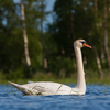 Kühmnokk-luik  / Mute Swan