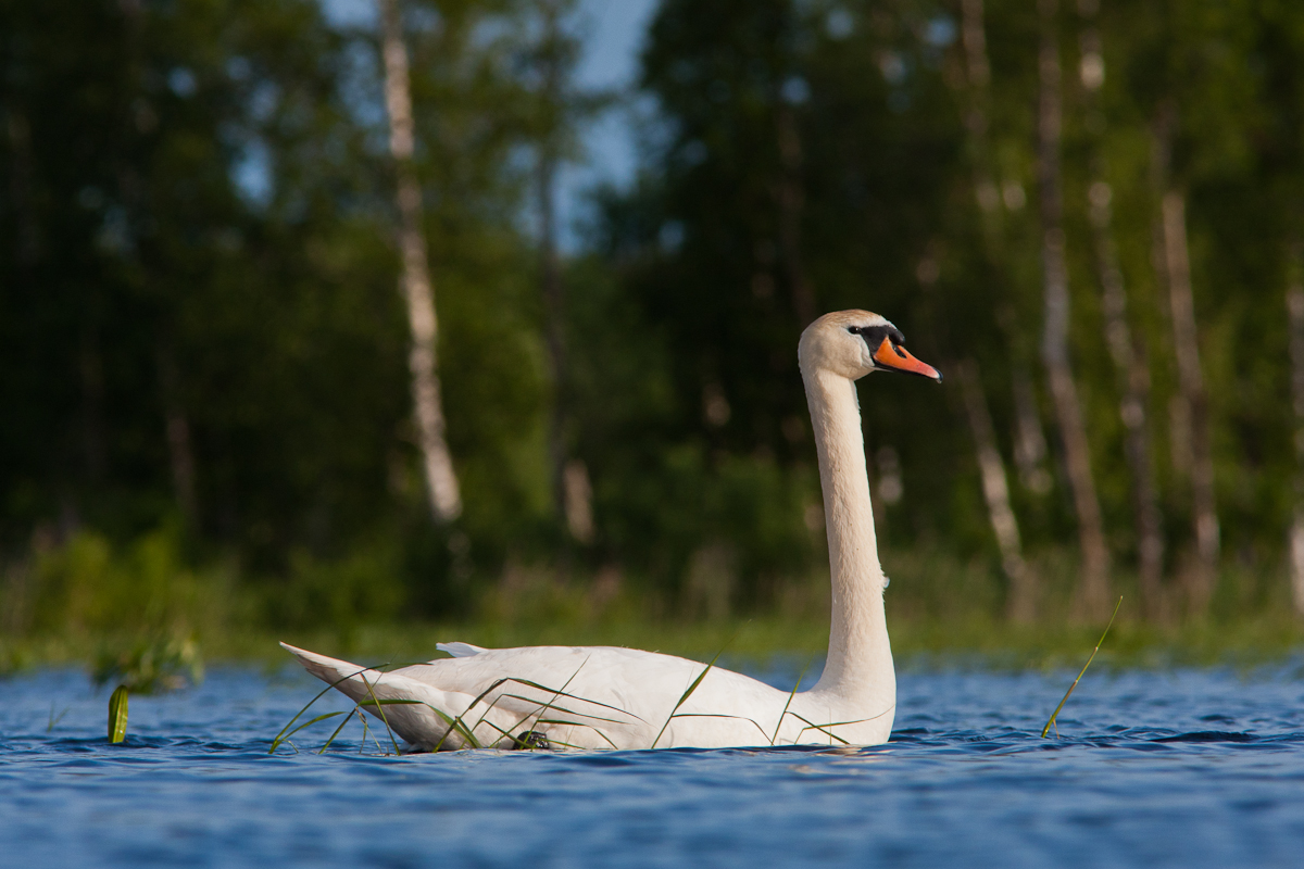 Cygnus olor Jaak Sarv Kühmnokk-luik Mute Swan bird canon eesti estonia europe evening kevad lind loodus nature spring wildlife õhtu