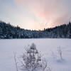 Ilus talvehommik lumisel metsajärvel / Beautiful winter morning