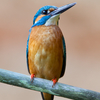 Isane jäälind / Male kingfisher
