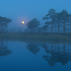 Loojuv kuu paitamas puude latvu / Moonset in the Bog