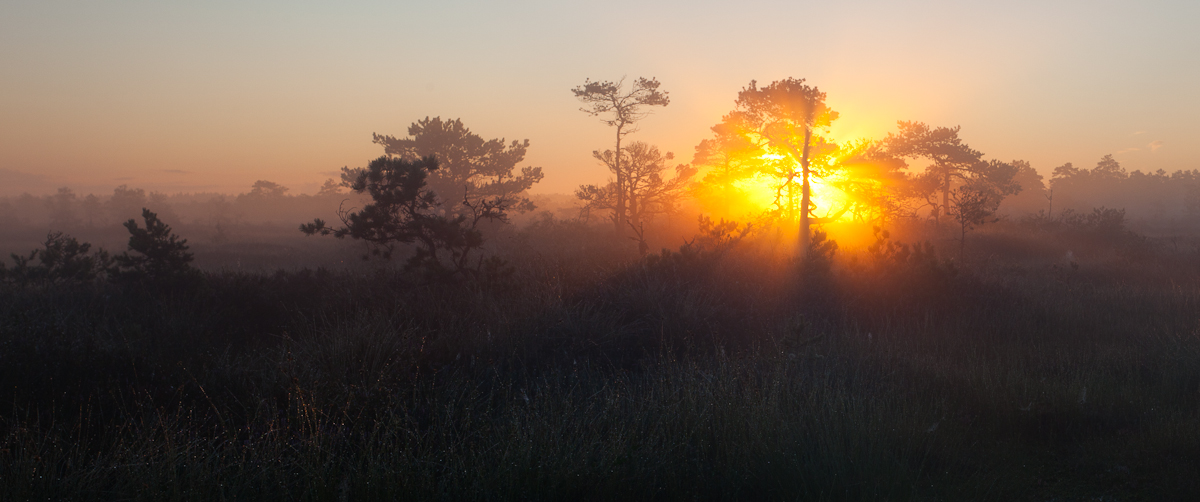 Jaak Sarv bog canon eesti estonia europe hommik landscape loodus maastik morning nature päikesetõus raba summer sunrise suvi wildlife