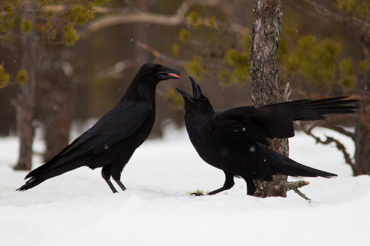 Common Raven Corvus corax Jaak Sarv Ronk bird canon eesti estonia europe lind loodus nature wildlife