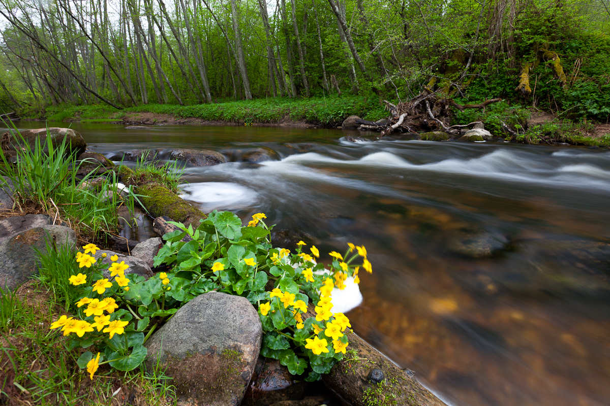 Jaak Sarv canon eesti estonia europe hommik jõgi kevad loodus morning nature river spring wildlife