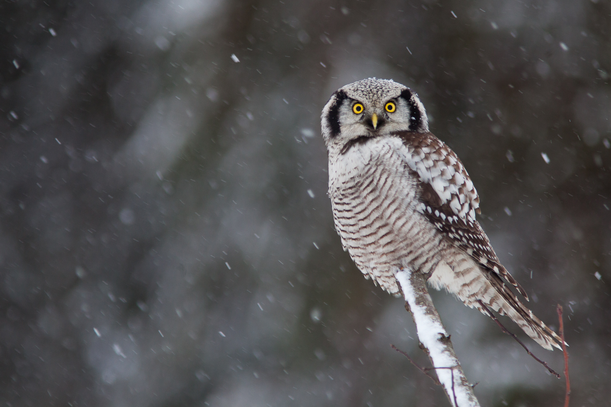 Jaak Sarv Northern Hawk-Owl Surnia ulula Vöötkakk bird canon eesti estonia europe lind lumi nature photography snow talv wildlife winter