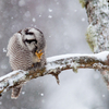 Vöötkakk nina sügamas / Northern Hawk-Owl Scratching Its Nose