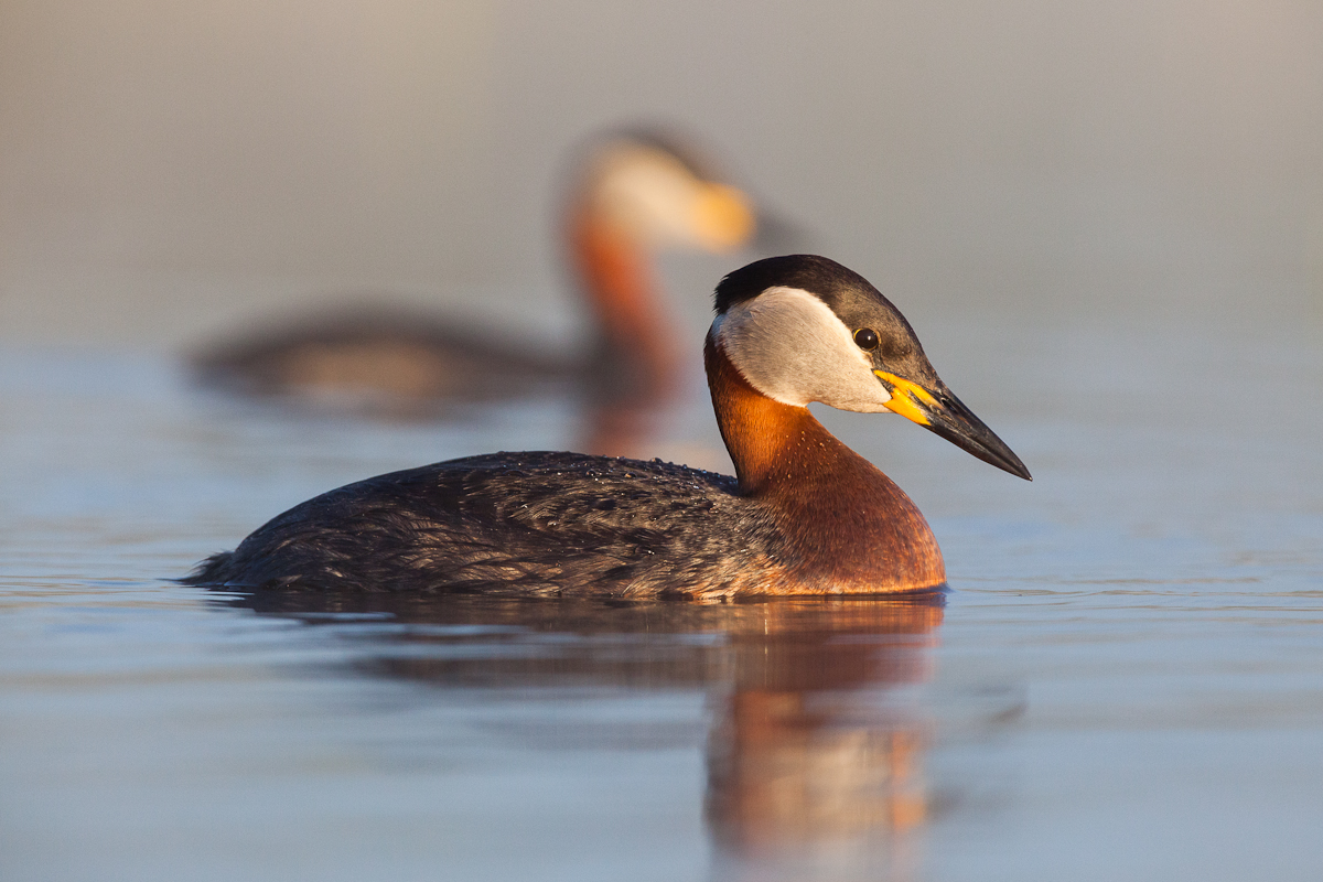 Red-necked Grebe Couple " Jaak Sarv Photography.