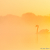 Kühmnokk-luik kuldses udus / Mute Swan in Golden Fog