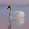 Kühmnokk-luik roosas udus / Mute Swan in Pink Fog
