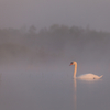 Luik koidusäras / White Feathers in the Dawn