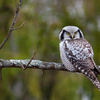 Vöötkakk oksal / Northern Hawk-Owl Sitting on a Branch