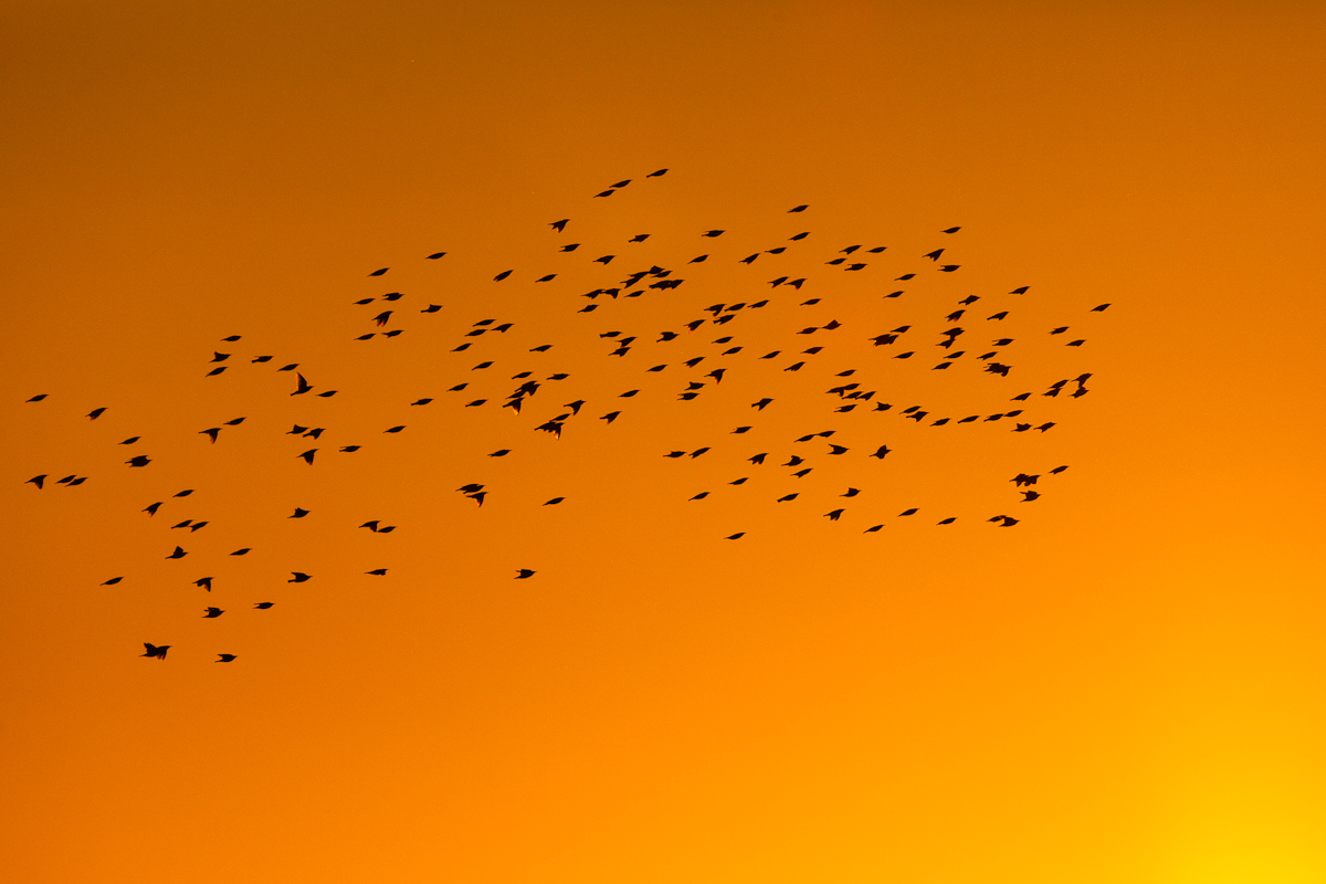 Jaak Sarv bird canon eesti estonia europe evening kollane lind loodus orange oranž photography päikeseloojang summer sunrise wildlife yellow õhtu