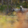 Põdravasikad sügiseses metsas / Young Moose in a Autumn Forest