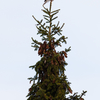 Kuusekaunistus / Christmas Tree Decoration