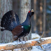 Metsis lumises metsas / Capercaillie in the Snowy Forest