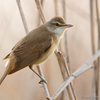 Rästas-roolind / A Great Reed Warbler