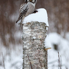 Vöötkakk saagiga / Northern Hawk-owl with a Prey