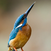 Uhke jäälinnuisand / Proud Male Kingfisher