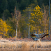 Sookured paaritumas / Common Cranes Mating