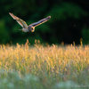 Kõrvukräts õhtusel jahil / Long-eared Owl Hunting