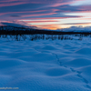 Jäljed lumel / Tracks on the Snow